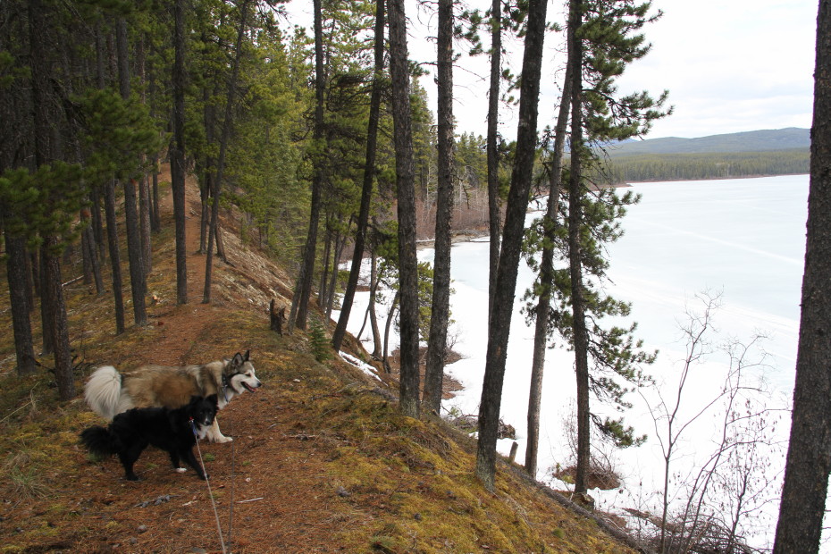 Morley Lake Recreation Site, Alaska Highway