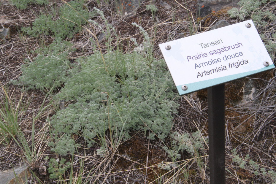 Prairie sagebrush along the Soldier's Summit Trail