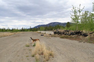 K.M.A. Speedway - Whitehorse, Yukon