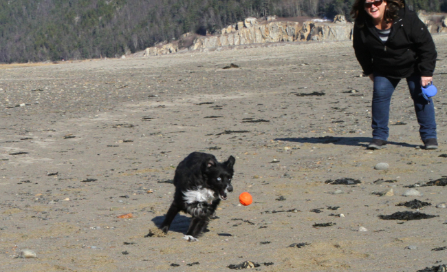 My dog Tucker playing on the beach at Dyea, Alaska