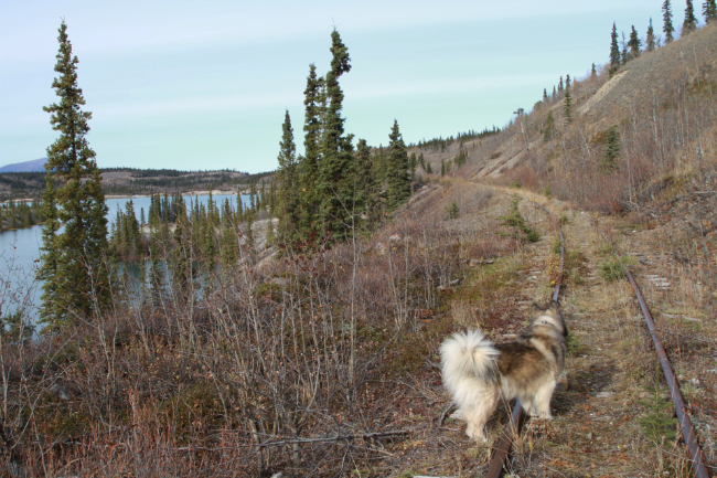 Exploring the WP&YR railway along Lewis Lake, Yukon