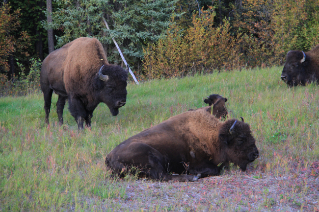 Bison along the Alaska Highway
