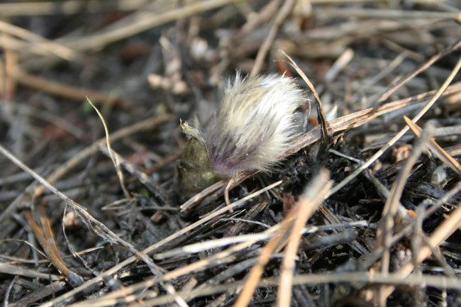 Crocus bud