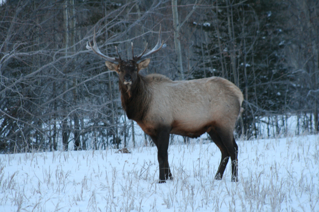 Bull elk along the Alaska Highway west of Whitehorse in December
