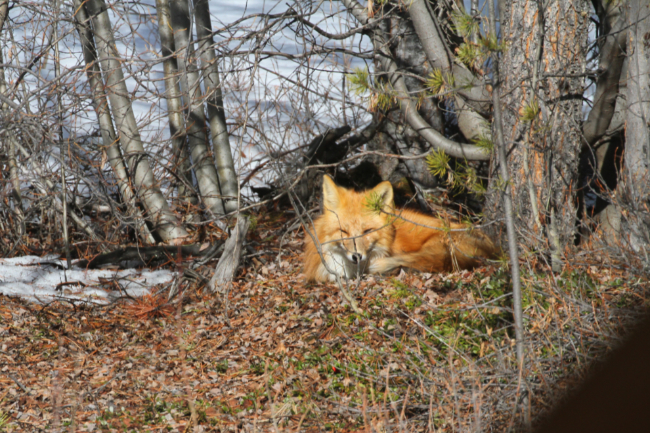 A fox in my back yard at Whitehorse, Yukon