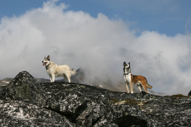 My dogs Kayla and Monty in the White Pass in late summer