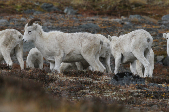 Thinhorn sheep by the Paddy Peak glacier