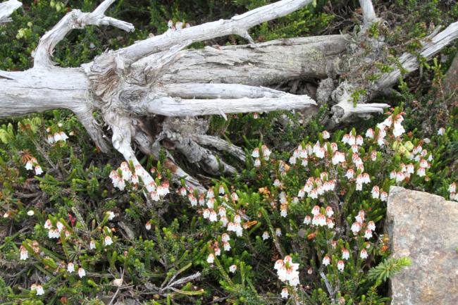 White Mountain Heather (Cassiope mertensiana) in the White Pass