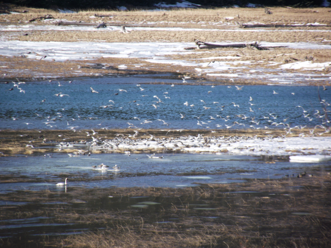 Gulls and sawn at the Taiya estuary, Dyea, Alaska
