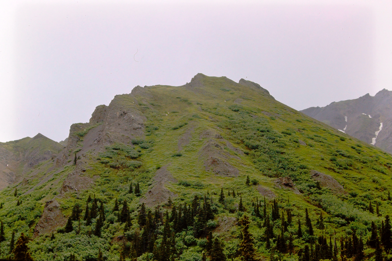 Dall sheep in Mount McKinley National Park, 1966