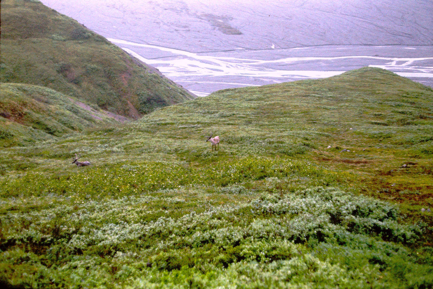 Caribou, Mount McKinley National Park, 1966