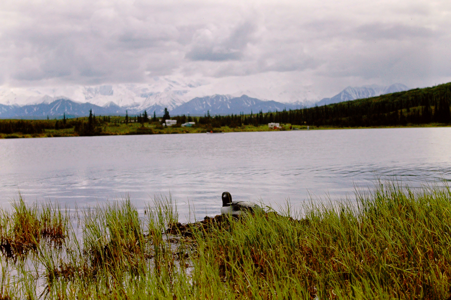 Loons at Wonder Lake, Mount McKinley National Park, July 1966