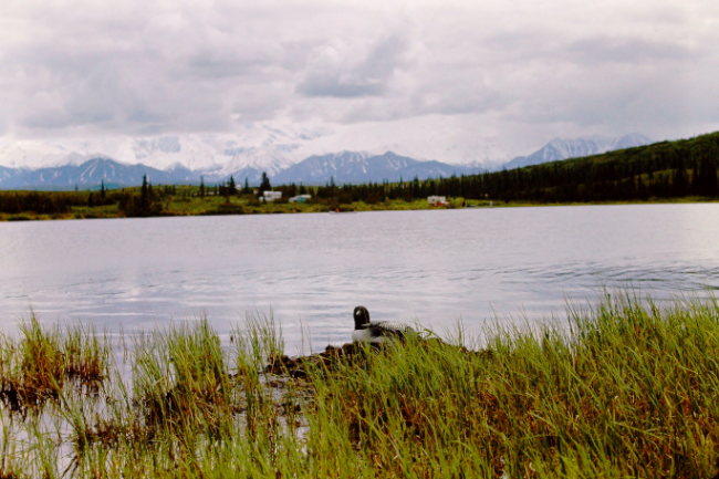 Loons at Wonder Lake, Mount McKinley National Park, July 1966