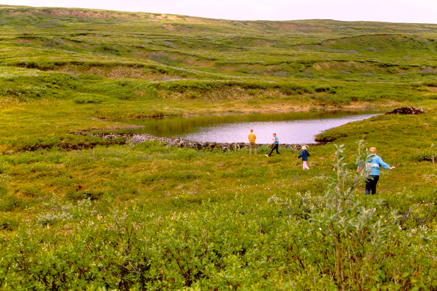 Beaver pond in Mount McKinley National Park, 1966