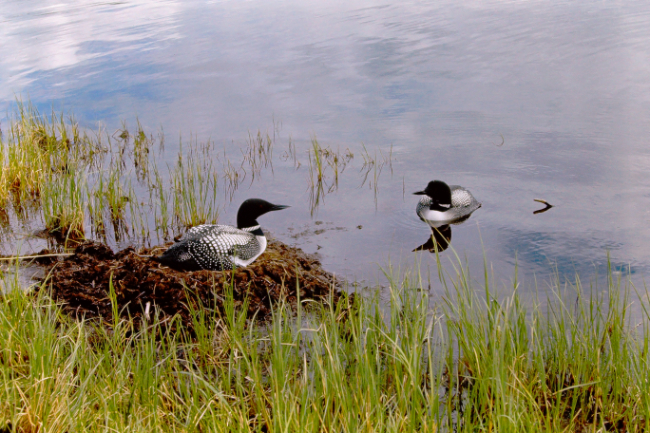 Loons at Wonder Lake, Mount McKinley National Park, July 1966