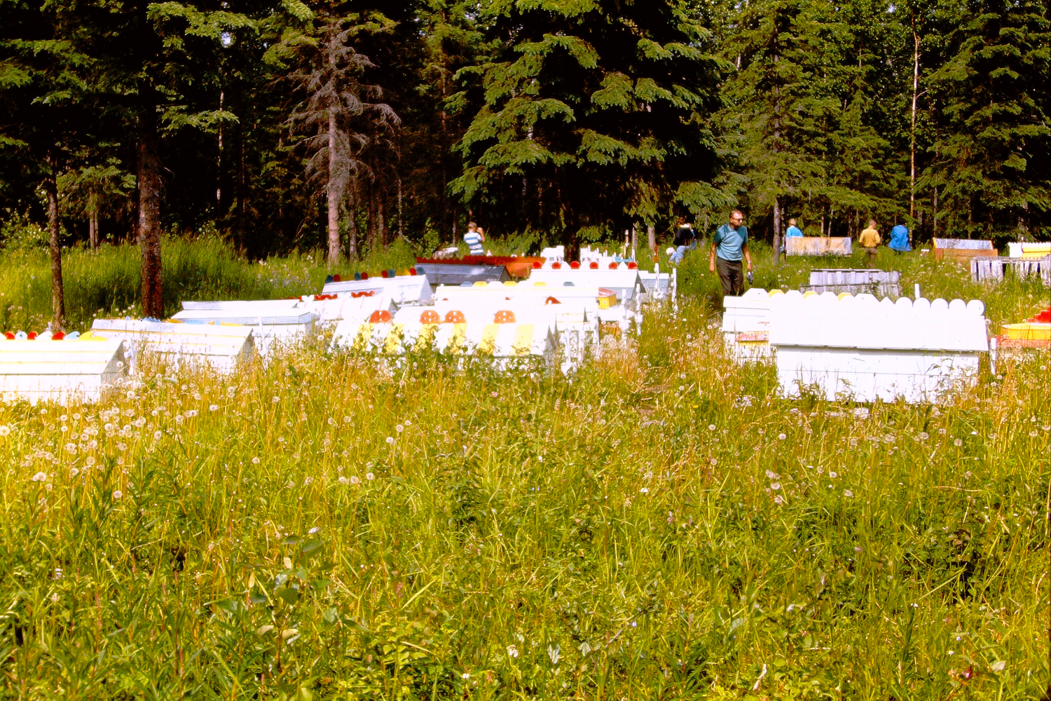 Eklutna Cemetery, 1966