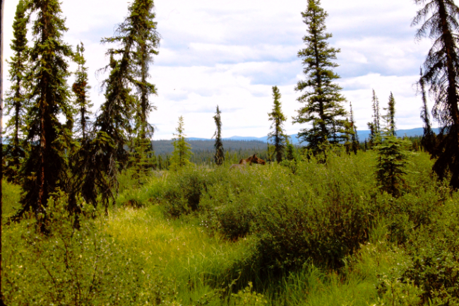 A moose spotted along the Taylor Highway, August 1966