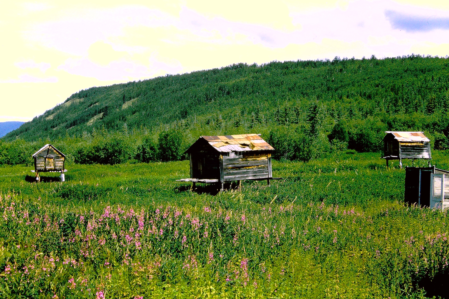 Caches at Moosehide, July 1966