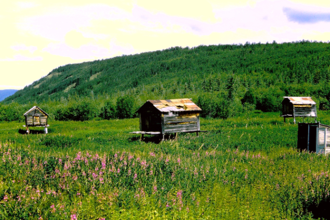 Caches at Moosehide, July 1966