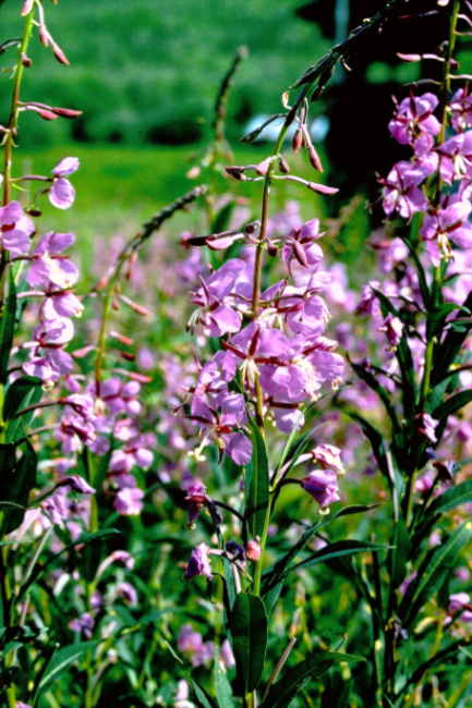Fireweed at Moosehide, July 1966