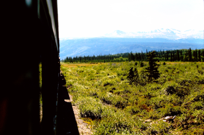 Horses along the White Pass railway, July 1966