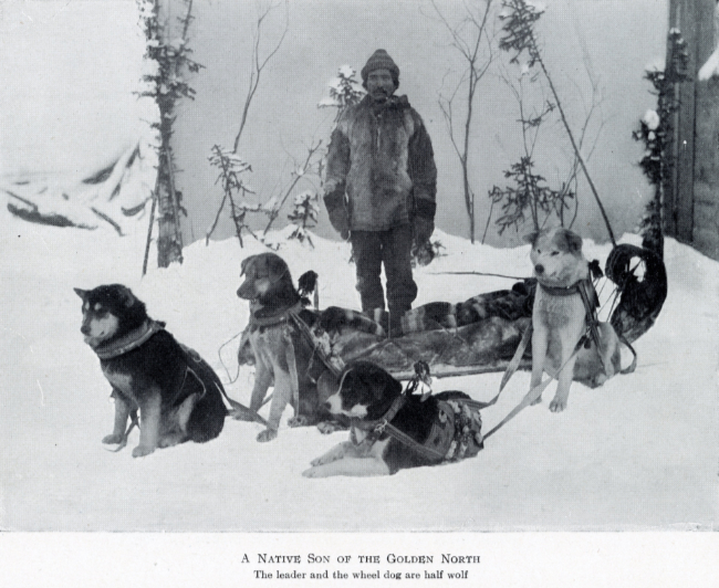 A Yukon Souvenir, 1904 - A Native Son of the Golden North. The leader and the wheel dog are half wolf.