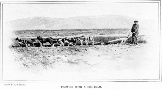 Plowing with a dog-team, 1897