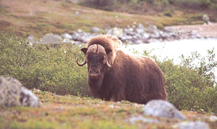 A photo of a musk ox in the Arctic