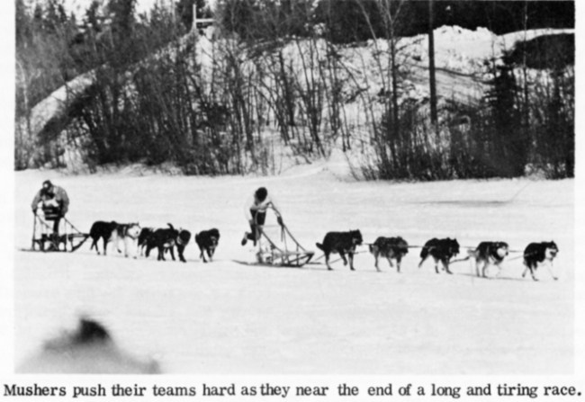 Sled dog race teams on the frozen Yukon River at Whitehorse