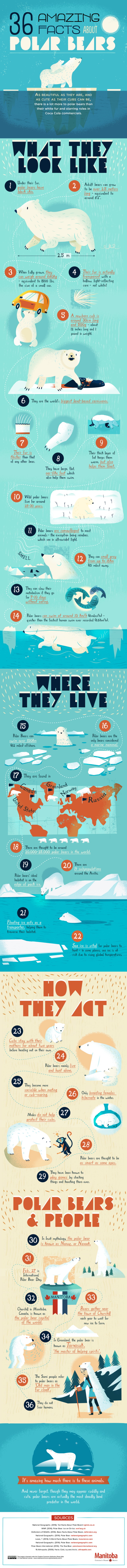 36 Amazing Facts About Polar Bears