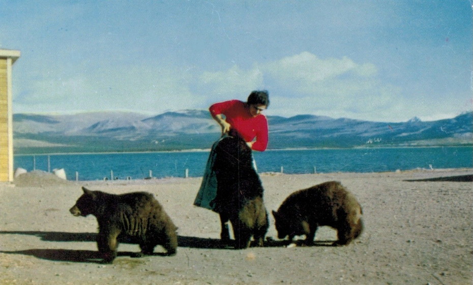 Postcard showing tame bears at the Burwash Landing Hotel on the Alaska Highway