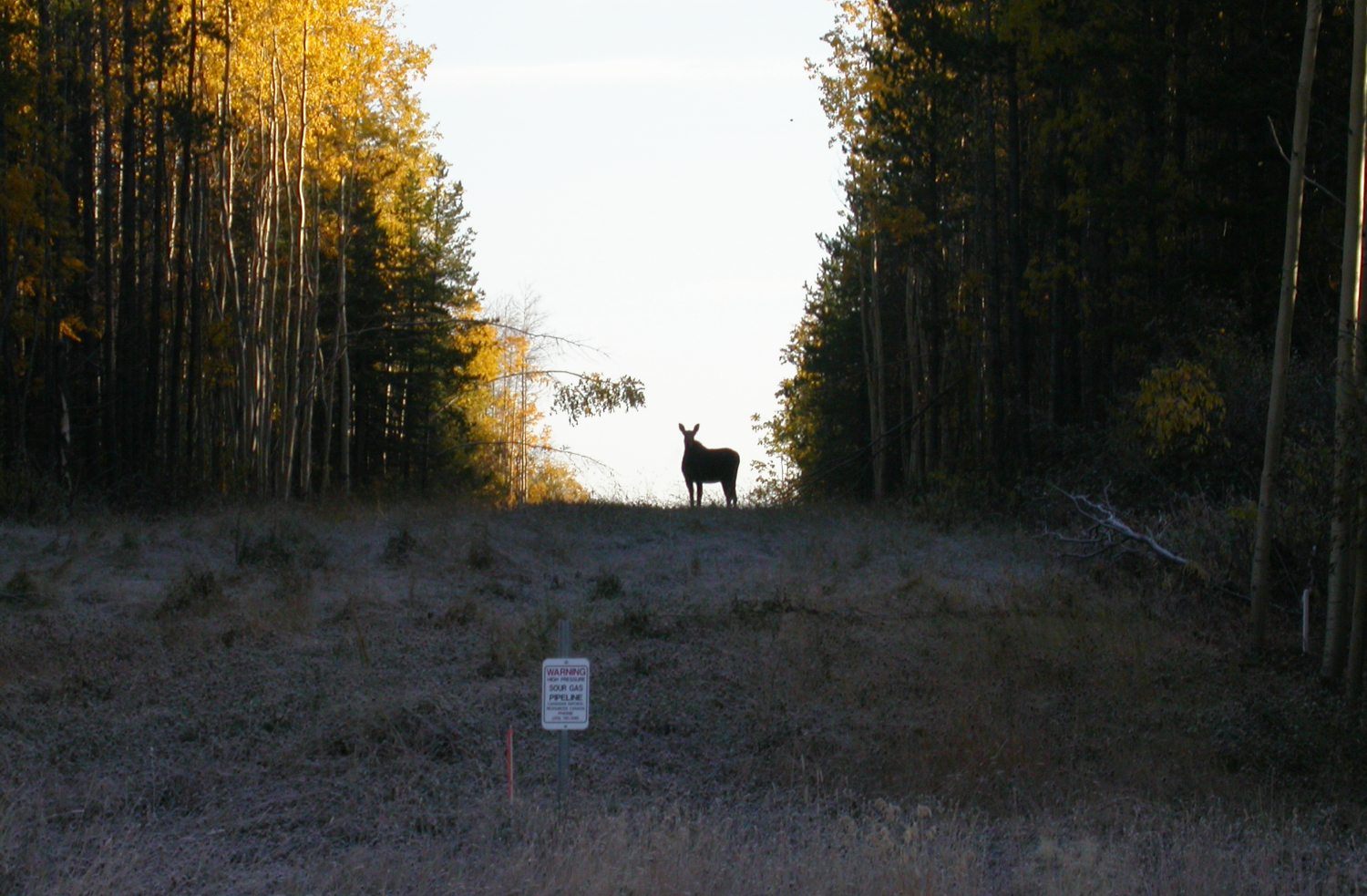 Moose along the Alaska Highway, October 2002
