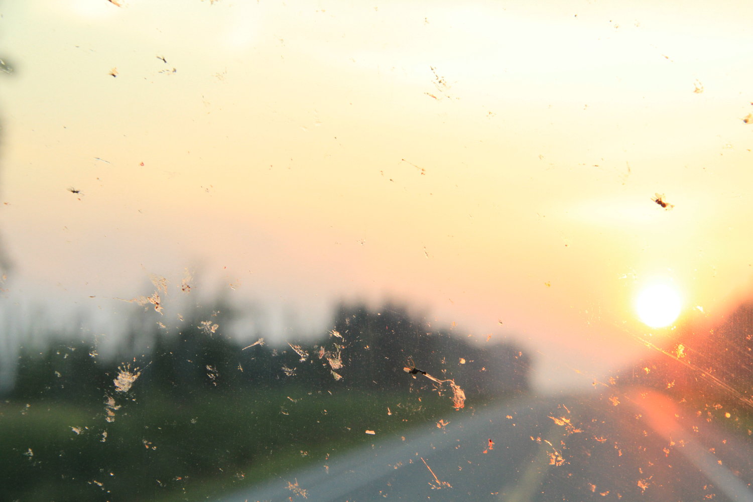 Bugs and the midnight sun on the Alaska Highway