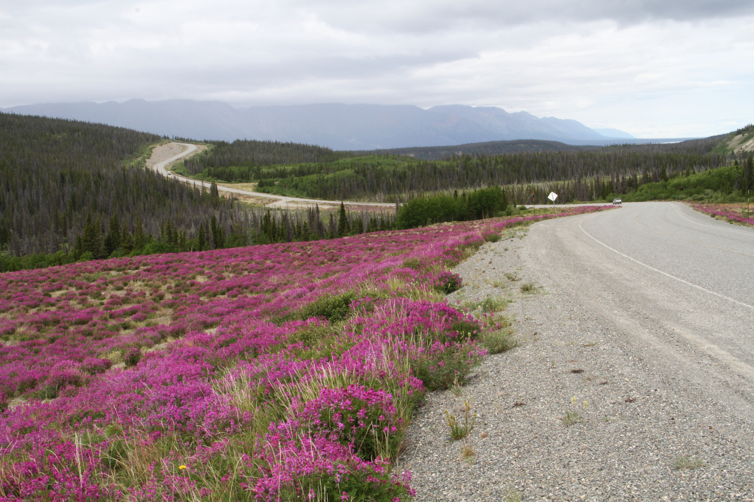 Flowers in July on the Alaska Highway at Km 1629