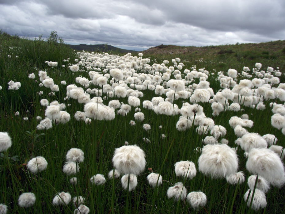 Arctic cotton grass along the Top of the World Highway, Yukon