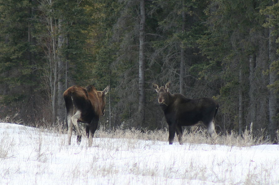 Moose on the Tagish Road, Yukon