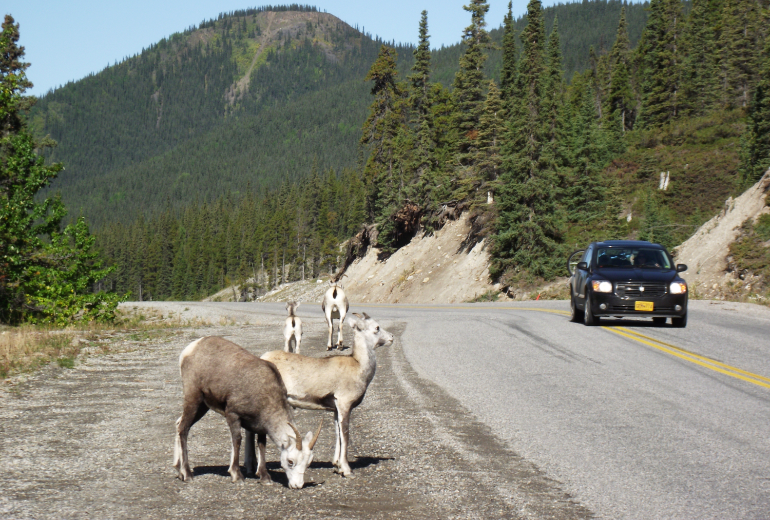 Stone Sheep, Alaska Highway