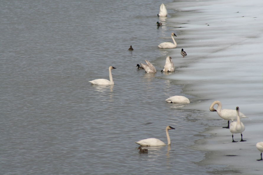 Migrating swans on the Tagish River, Yukon