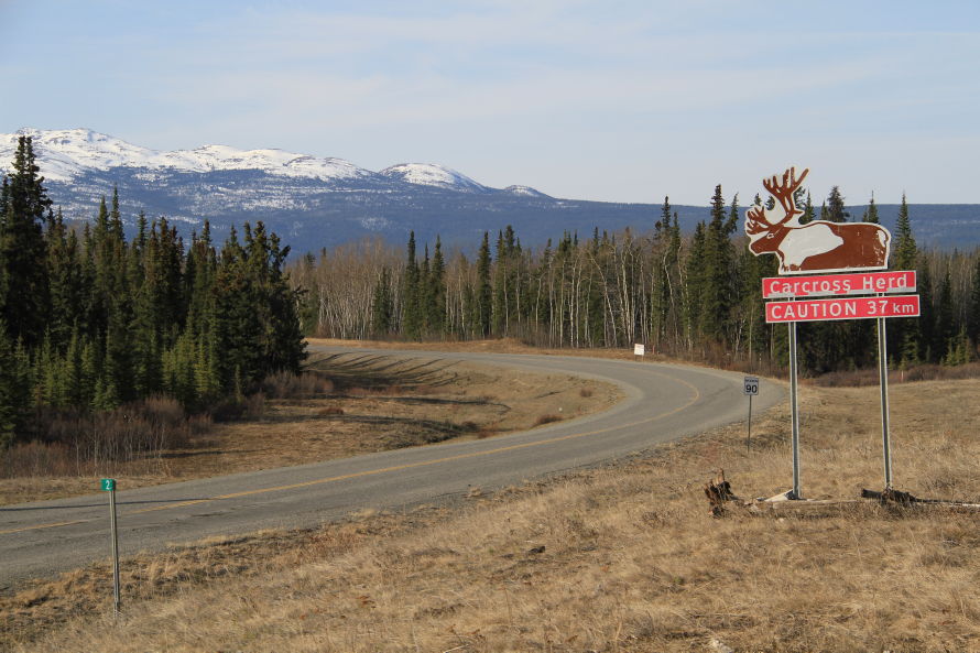 Caribou warning sign on the Tagish Road, Yukon