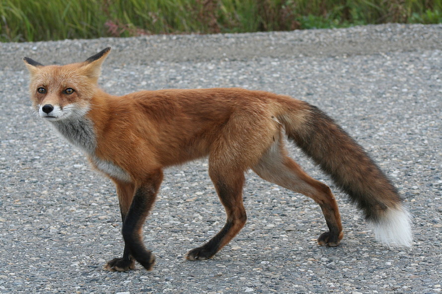 Red fox at Mayo, Yukon