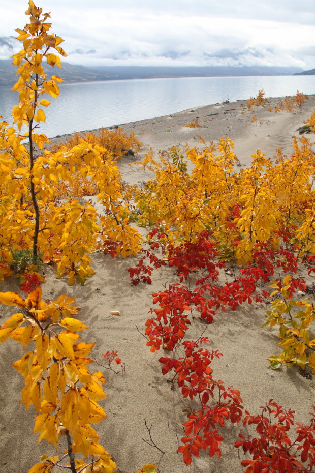Fall colours along Lake Bennett, Yukon