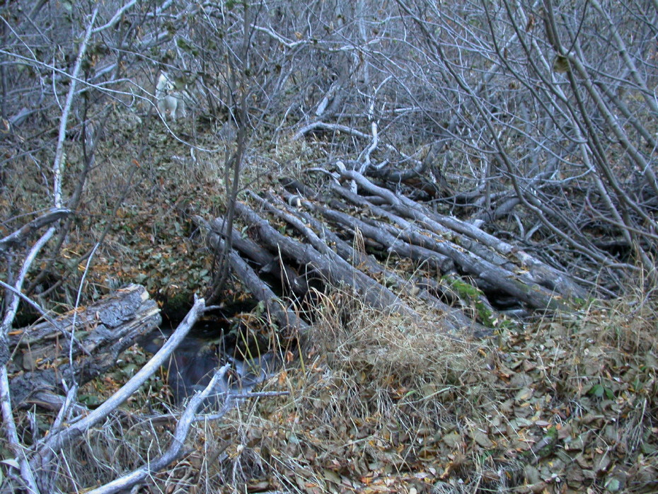 Ancient trail along Lake Bennett, Yukon
