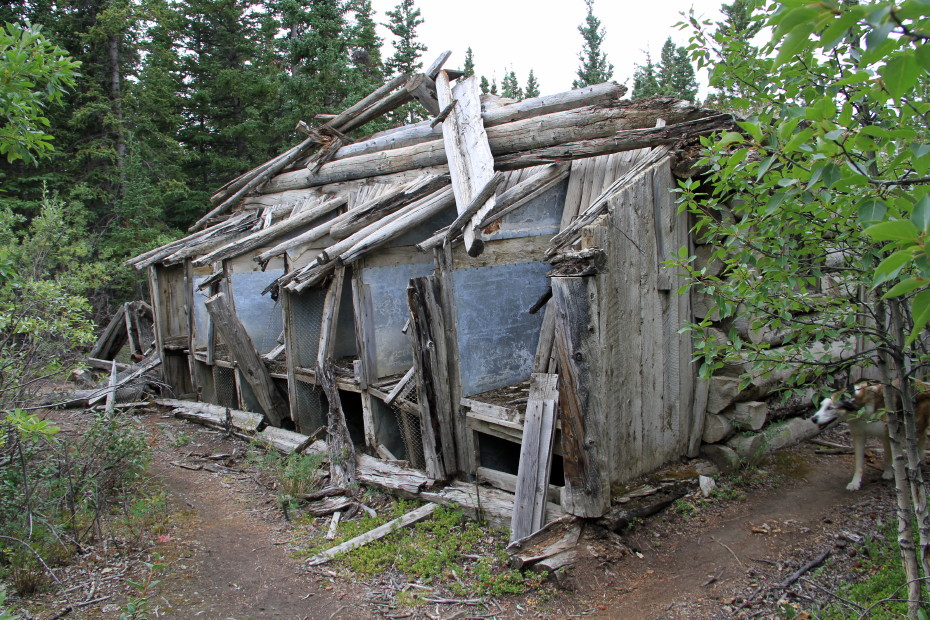 Fox farm at Silver City, Yukon