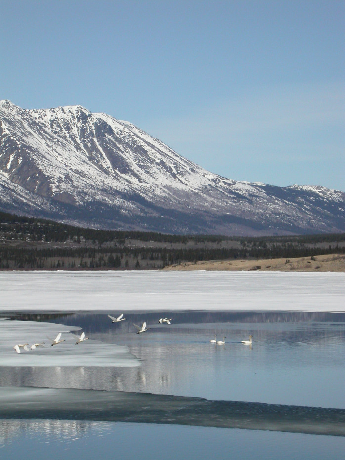 Swans on Lake Bennett, Yukon
